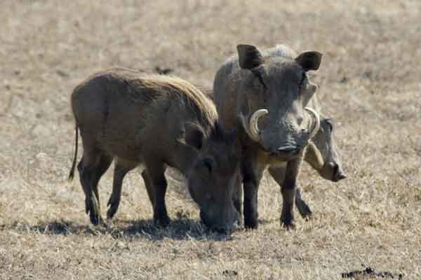 57 - Tanzania - Jabalis - crater del Ngorongoro